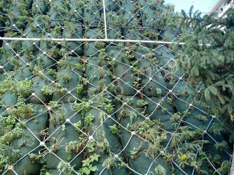 生態(tài)棒